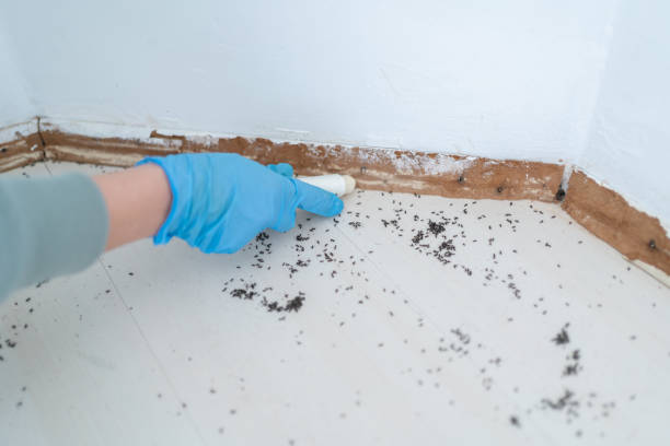 Best Rat Extermination Near Me  in Latta, OK